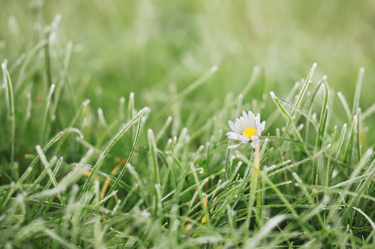 Prato coperto di brina con foglie verdi, simbolo di protezione contro il gelo invernale.