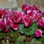 Ciclamino in fiore con foglie verdi, evidenziando tecniche di innaffiatura corrette.