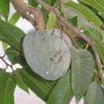 Albero da frutto nel giardino, circondato da serpenti, evidenziando il rischio di averlo in casa.