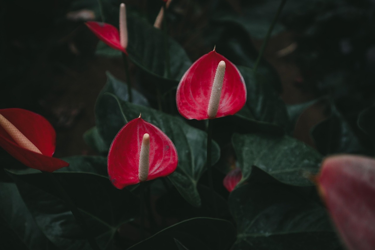 Fioriera con anthurium in fiore, simbolo di cura e crescita delle piante.