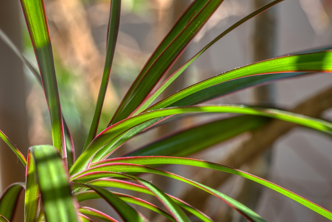 Dracena verde sana con foglie rigogliose in un ambiente luminoso, ideale per articoli di giardinaggio.