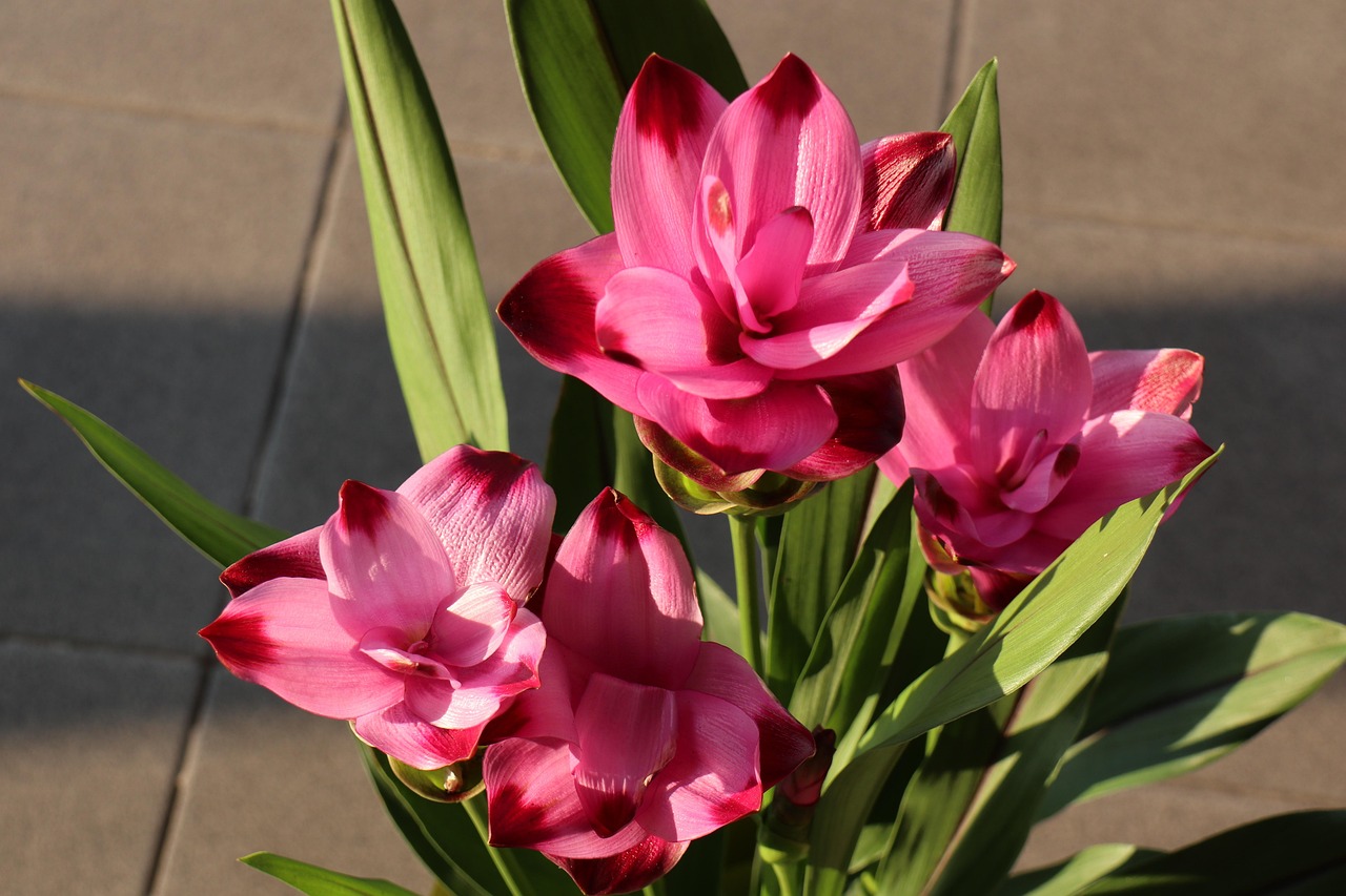 Vaso di curcuma con fiori colorati e rigogliosi che sbocciano, durano a lungo.