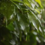 Ficus benjamina con foglie ingiallite, evidenziando problemi di crescita legati a fattori ambientali.