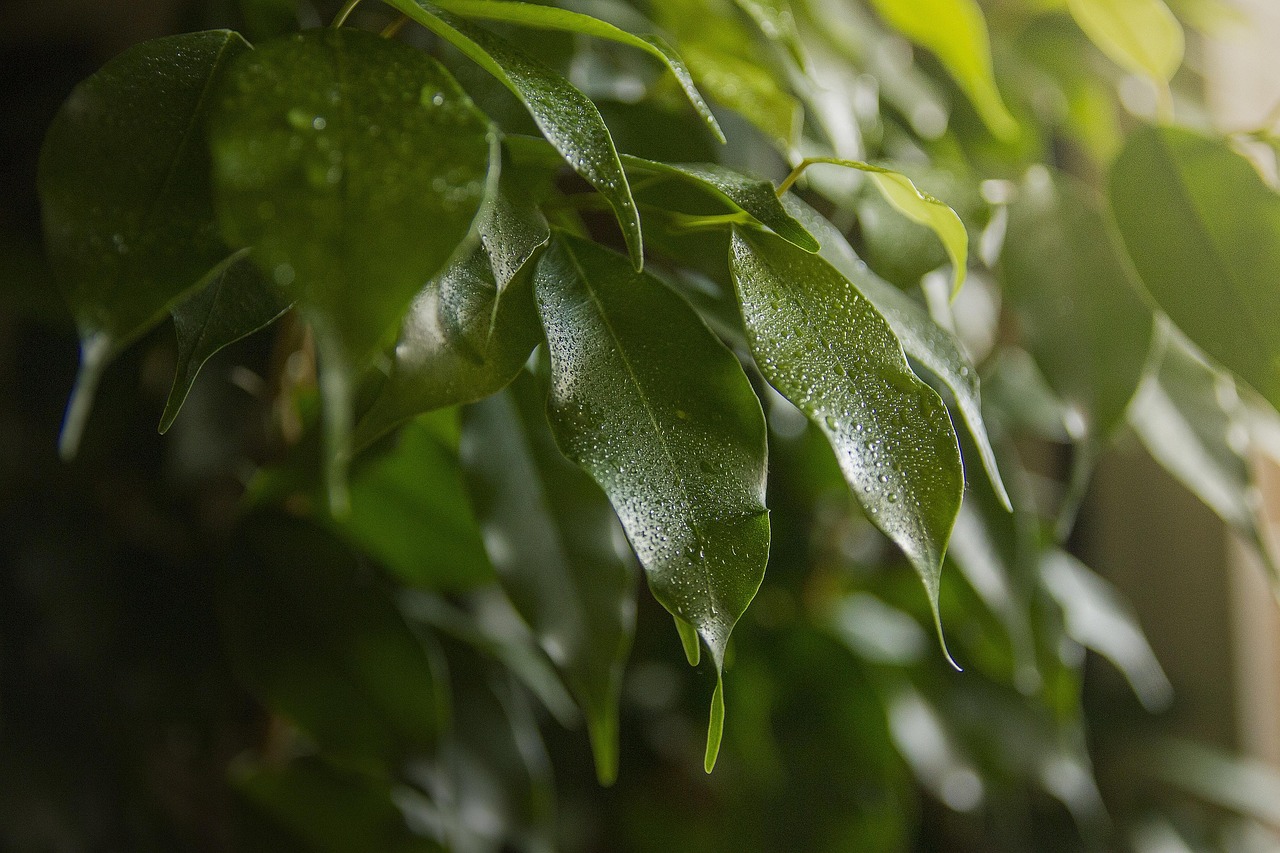 Ficus benjamina con foglie ingiallite, evidenziando problemi di crescita legati a fattori ambientali.