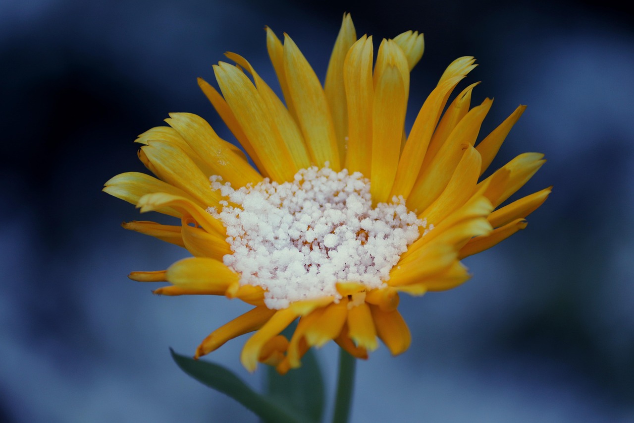 Pianta verde con foglie rigogliose, simbolo di cura e rinforzo grazie all'aspirina.