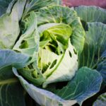 Bruchi verdi su foglie di cavolo, metodo naturale per la loro rimozione.