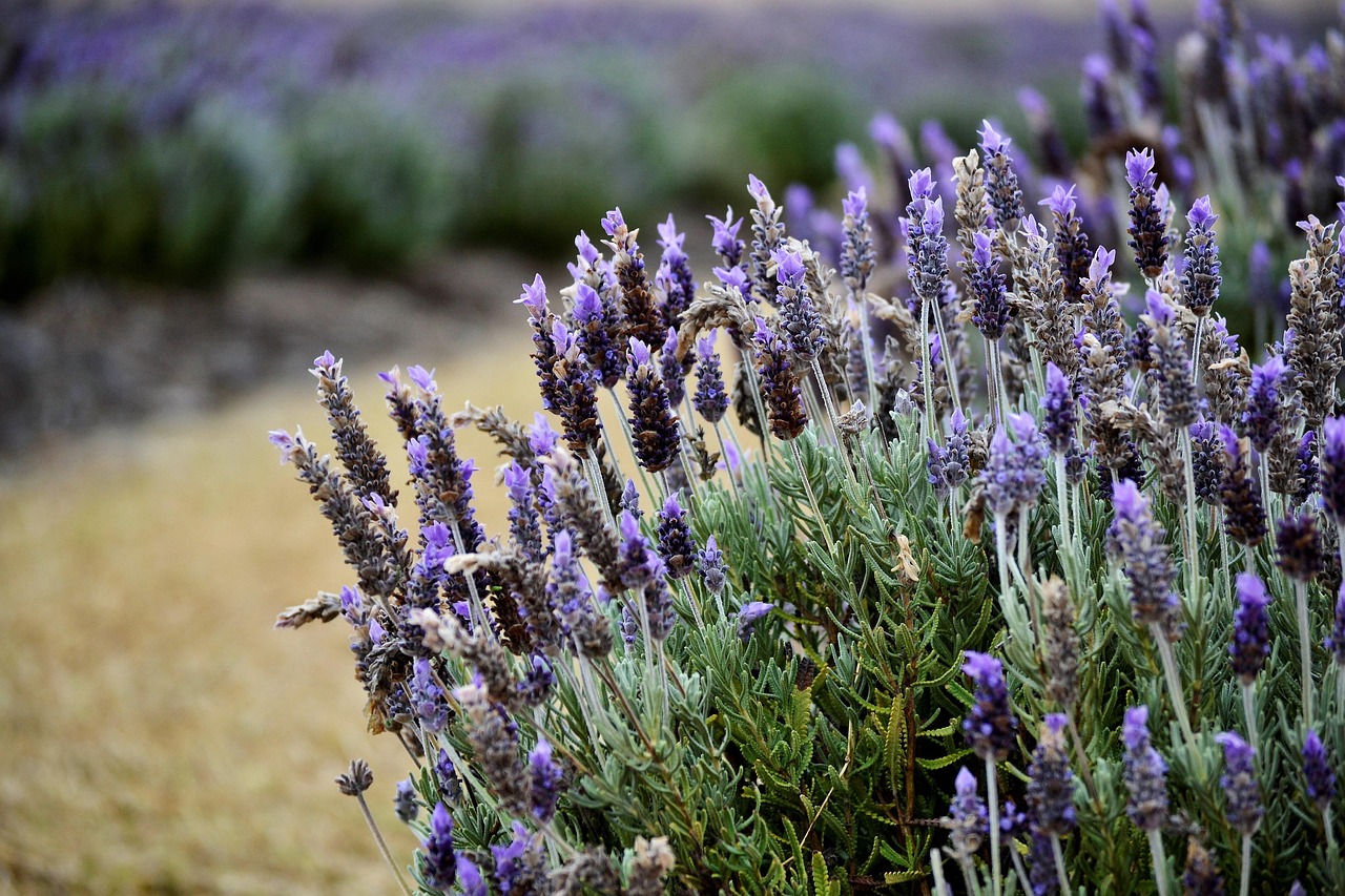 Cespugli di lavanda ben curati, fioriti e profumati, pronti per la potatura.