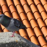 Repellente naturale per piccioni: dimostrazione del trucco del colore su un balcone.