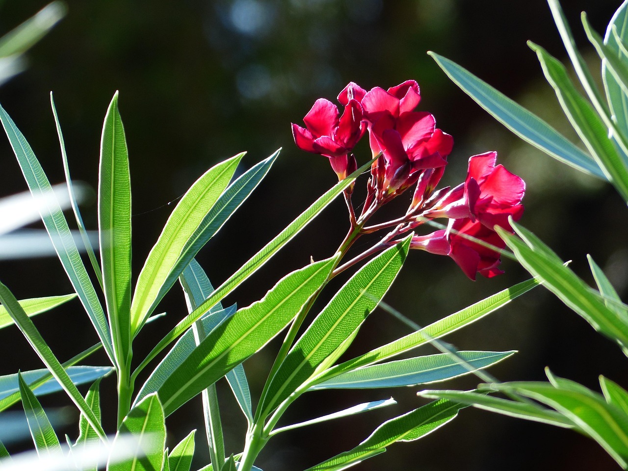 Immagine di piante velenose per cani: oleandro, cycas e stella di Natale in un giardino.
