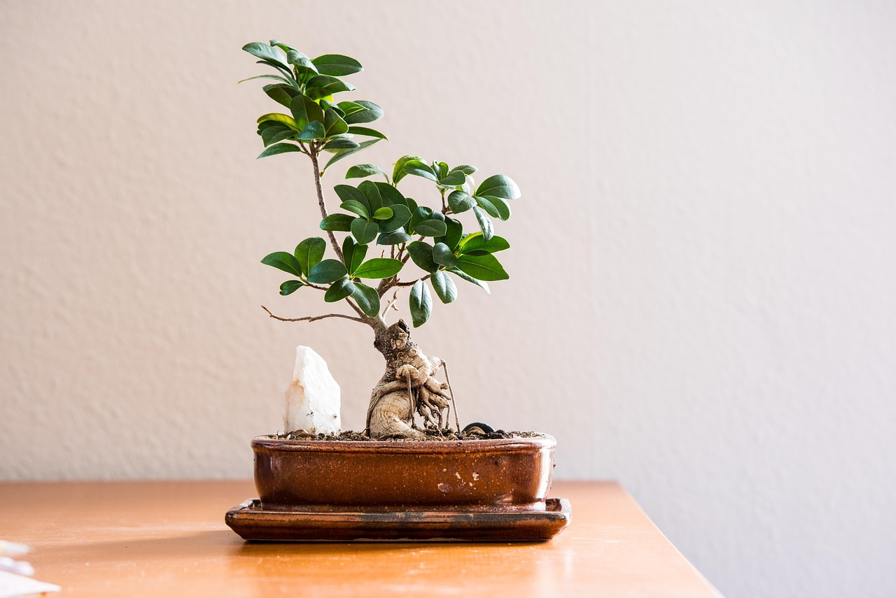 Bonsai ficus ben curato con foglie verdi, posizionato su un tavolo di legno.