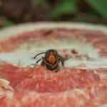 Calabrone su un fiore, simbolo di metodi naturali per allontanare questi insetti senza farli del male.