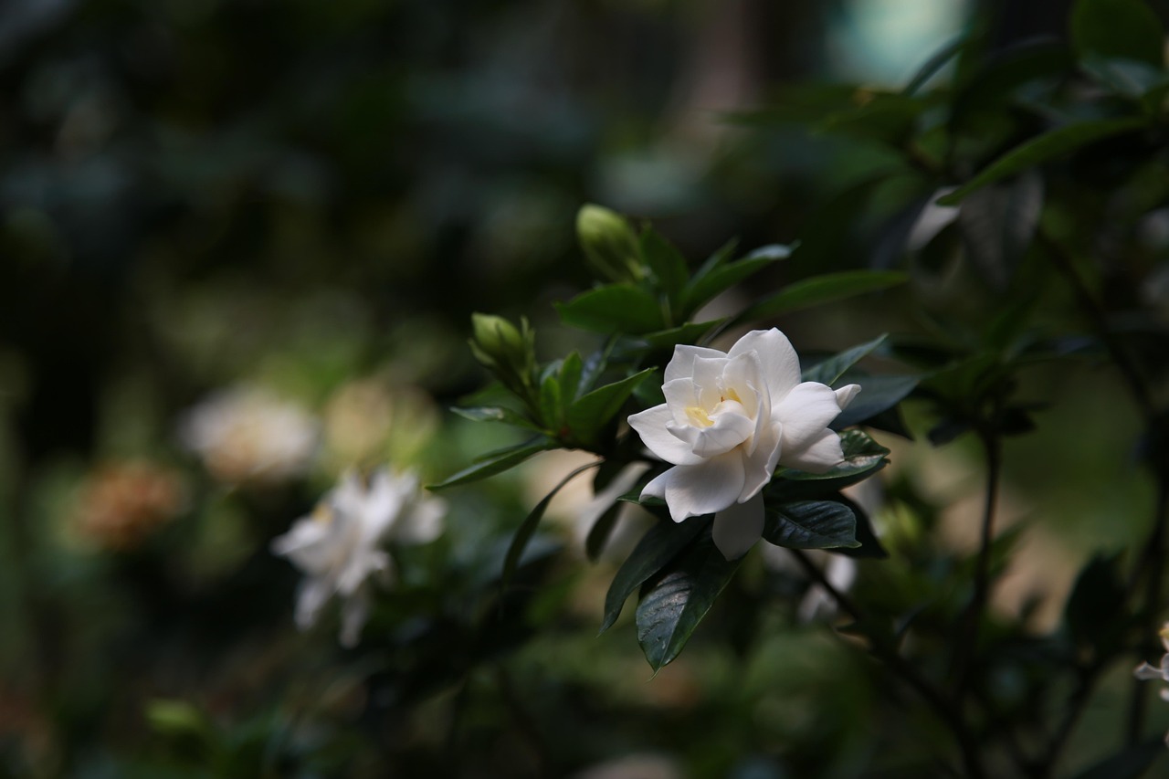 Gardenia in vaso con foglie verdi, posizionata in un ambiente interno, pronta per la cura invernale.