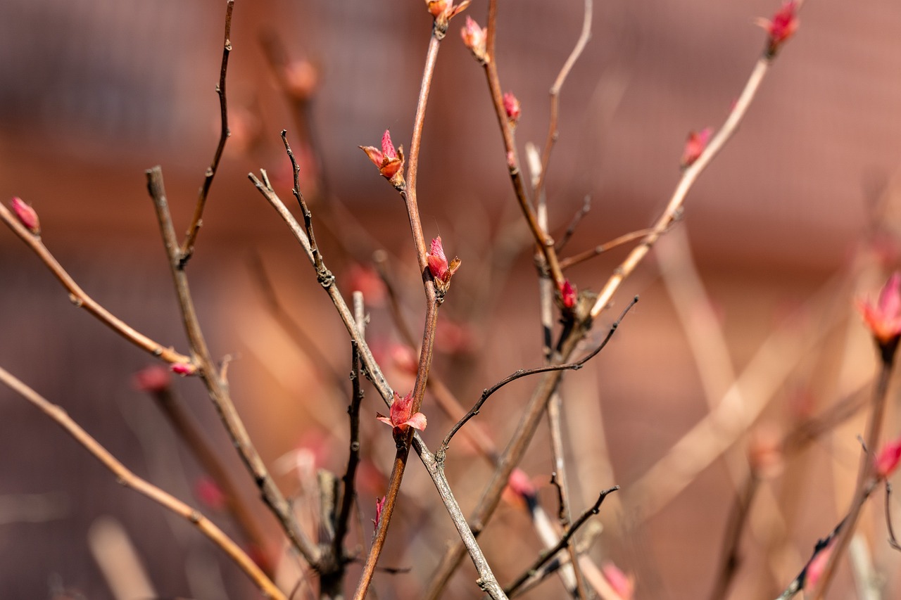 Cinque piante pronte per la potatura a febbraio, evidenziando foglie e rami da curare.